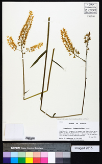 Stenanthium densum image