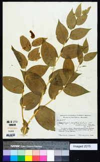 Streptopus amplexifolius var. amplexifolius image