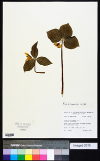 Trillium catesbaei image