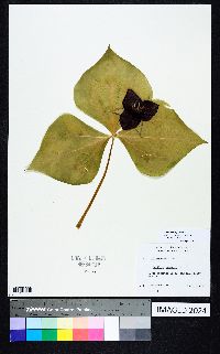 Trillium vaseyi image