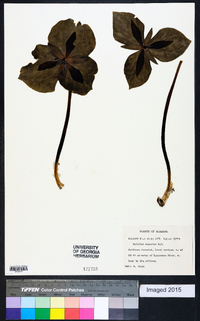 Trillium cuneatum image