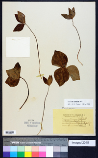 Trillium cuneatum image