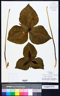 Trillium cuneatum image