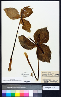 Trillium cuneatum image