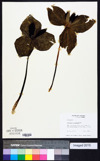 Trillium cuneatum image