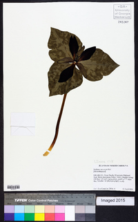 Trillium cuneatum image