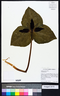 Trillium cuneatum image