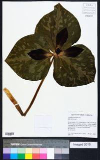 Trillium cuneatum image