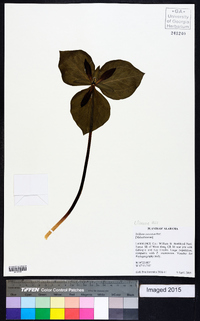 Trillium cuneatum image