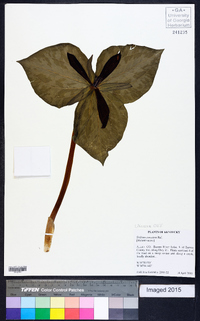 Trillium cuneatum image