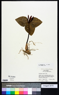 Trillium cuneatum image