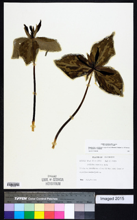 Trillium cuneatum image