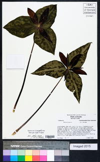 Trillium decipiens image