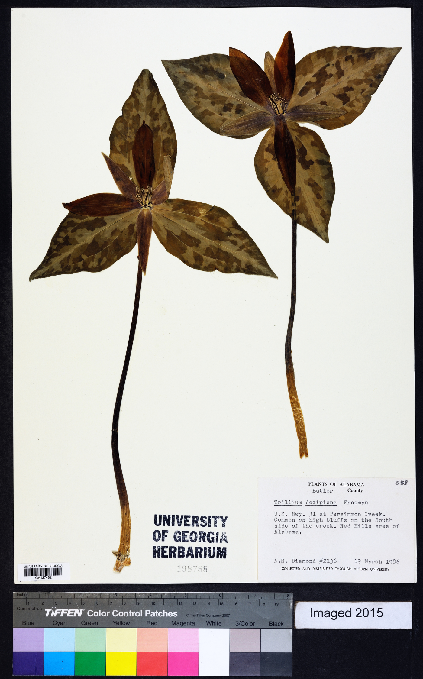 Trillium decipiens image