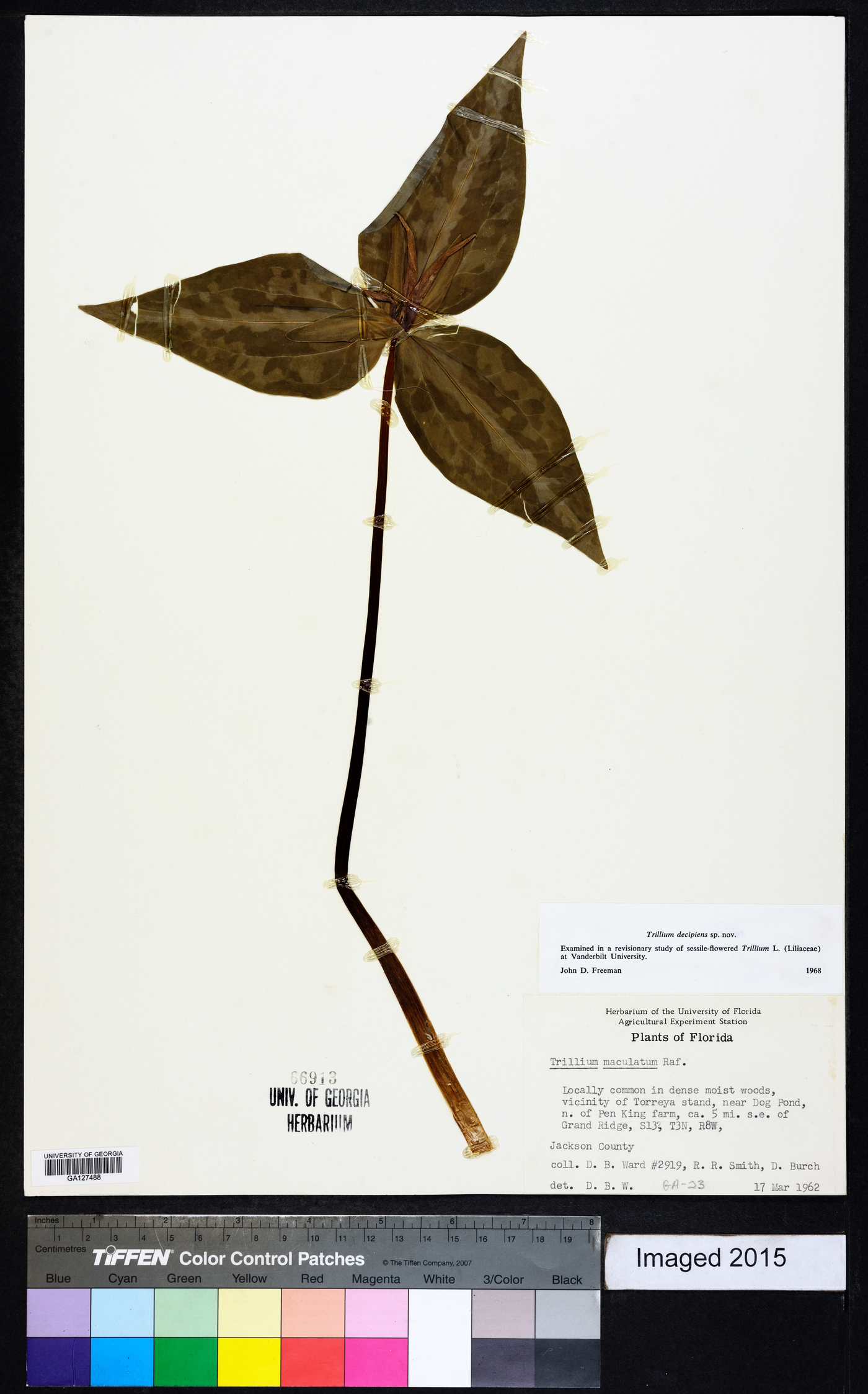 Trillium decipiens image