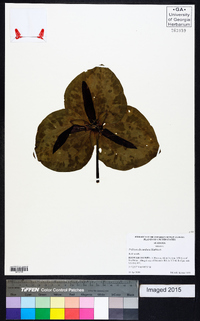 Trillium decumbens image