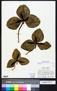 Trillium decumbens image