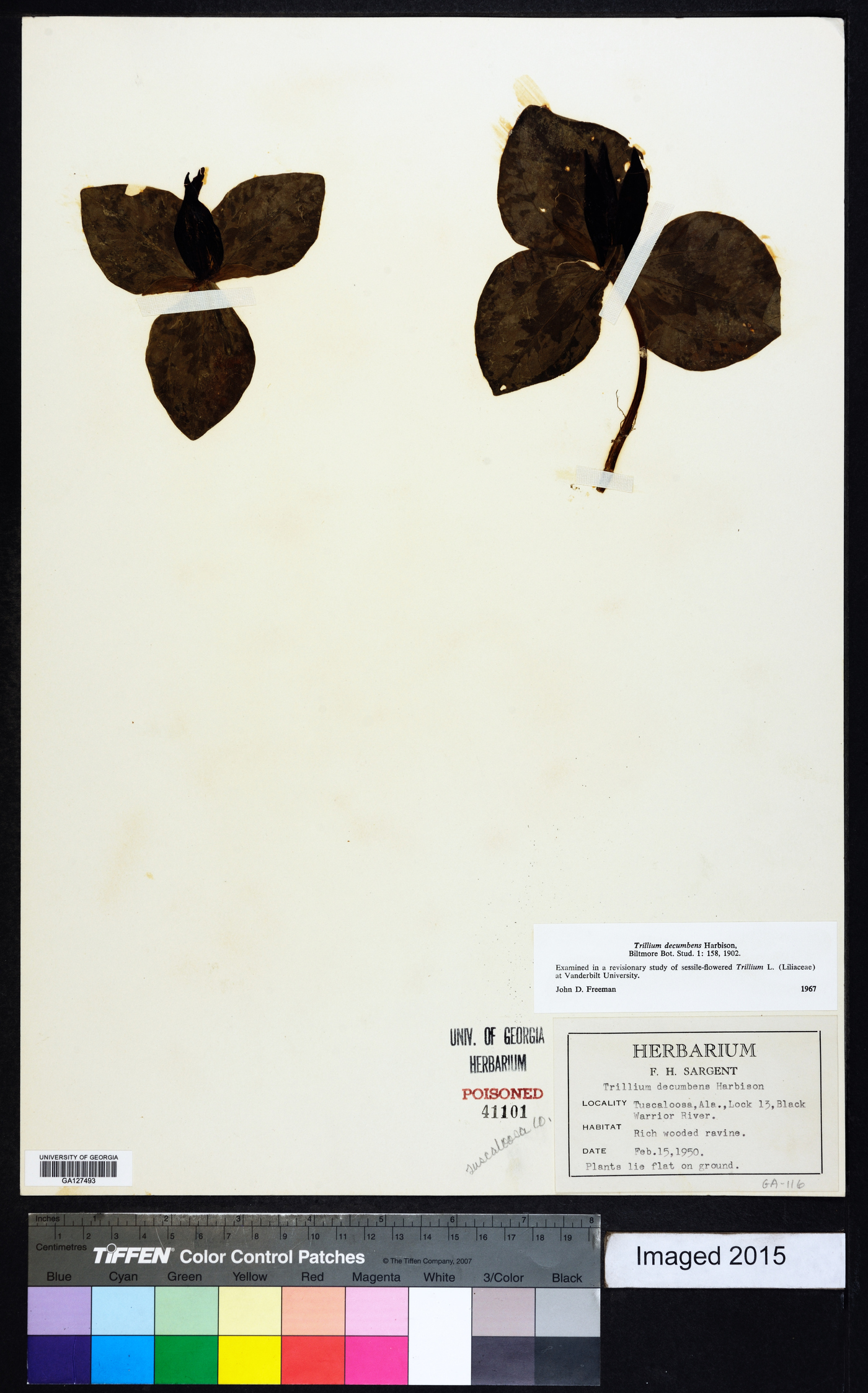 Trillium decumbens image