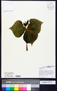 Trillium erectum image