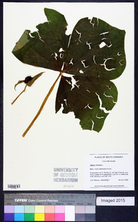 Trillium erectum image
