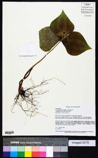 Trillium erectum image