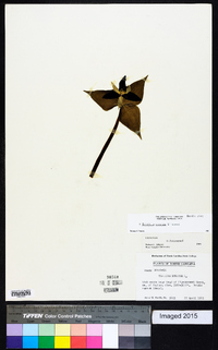 Trillium erectum image