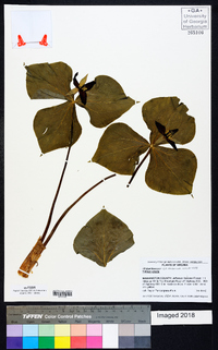 Trillium erectum image