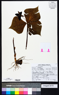 Trillium erectum image