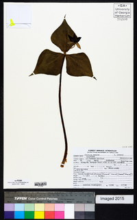 Trillium erectum image