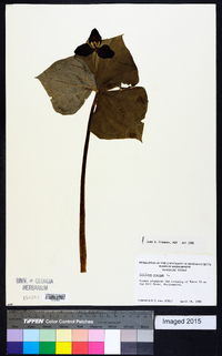 Trillium erectum image