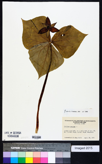 Trillium erectum image