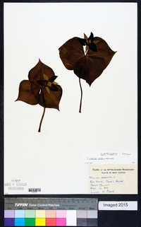 Trillium erectum image