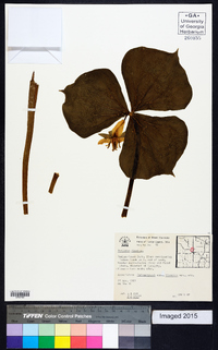 Trillium flexipes image