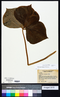 Trillium flexipes image