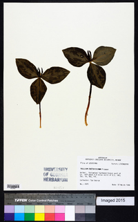 Trillium foetidissimum image