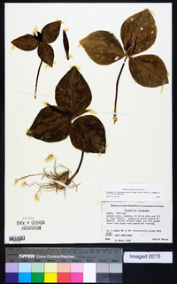 Trillium foetidissimum image