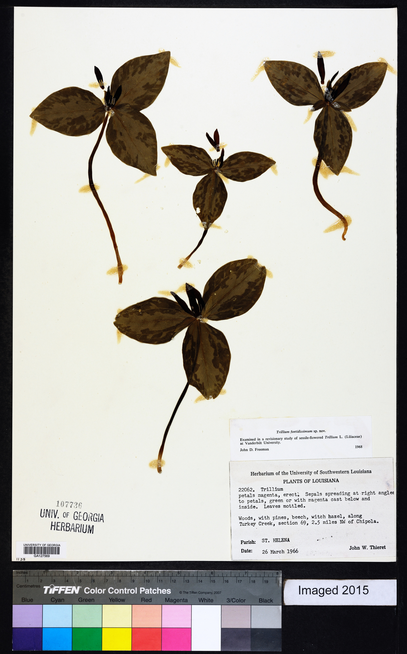 Trillium foetidissimum image