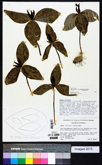 Trillium foetidissimum image