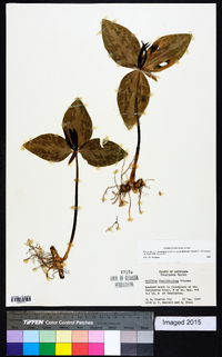 Trillium foetidissimum image