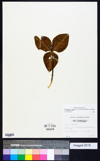 Trillium foetidissimum image