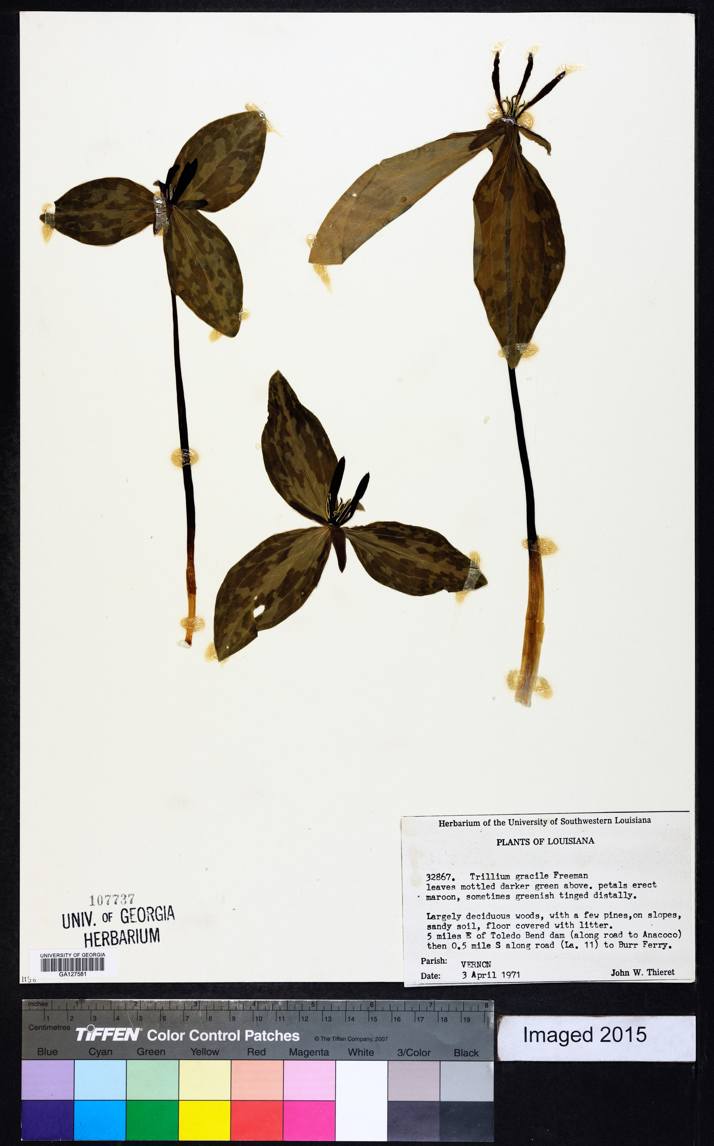 Trillium gracile image