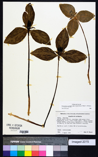 Trillium gracile image