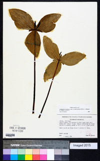 Trillium gracile image