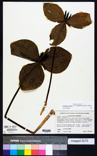 Trillium gracile image