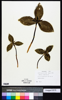 Trillium gracile image