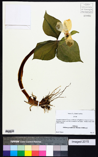 Trillium grandiflorum image