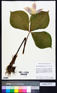 Trillium grandiflorum image