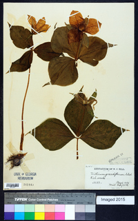 Trillium grandiflorum image