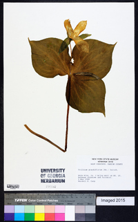 Trillium ludovicianum image