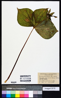 Trillium grandiflorum image